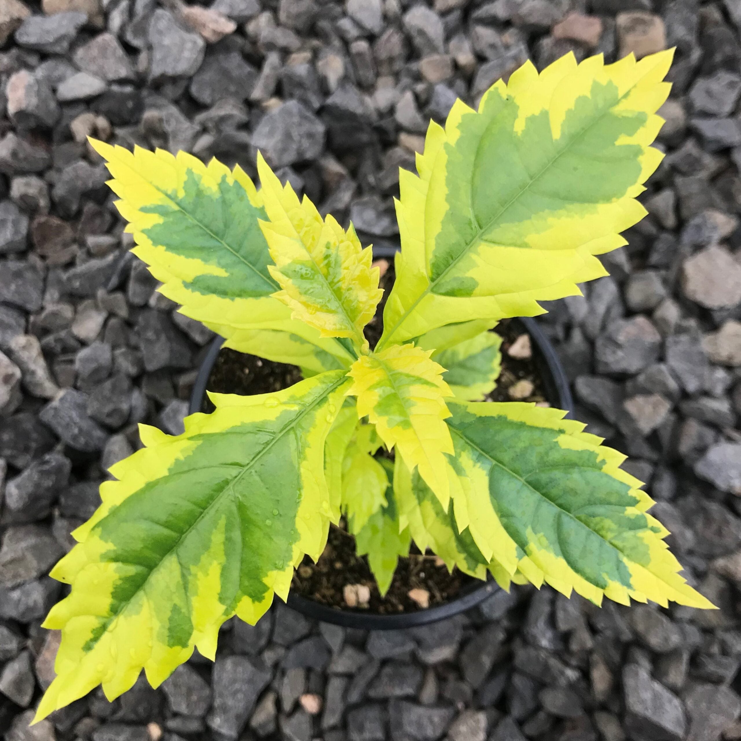 Duranta erecta ‘Gold Edge’ – Skyflower (4.5" Pot) - Image 3