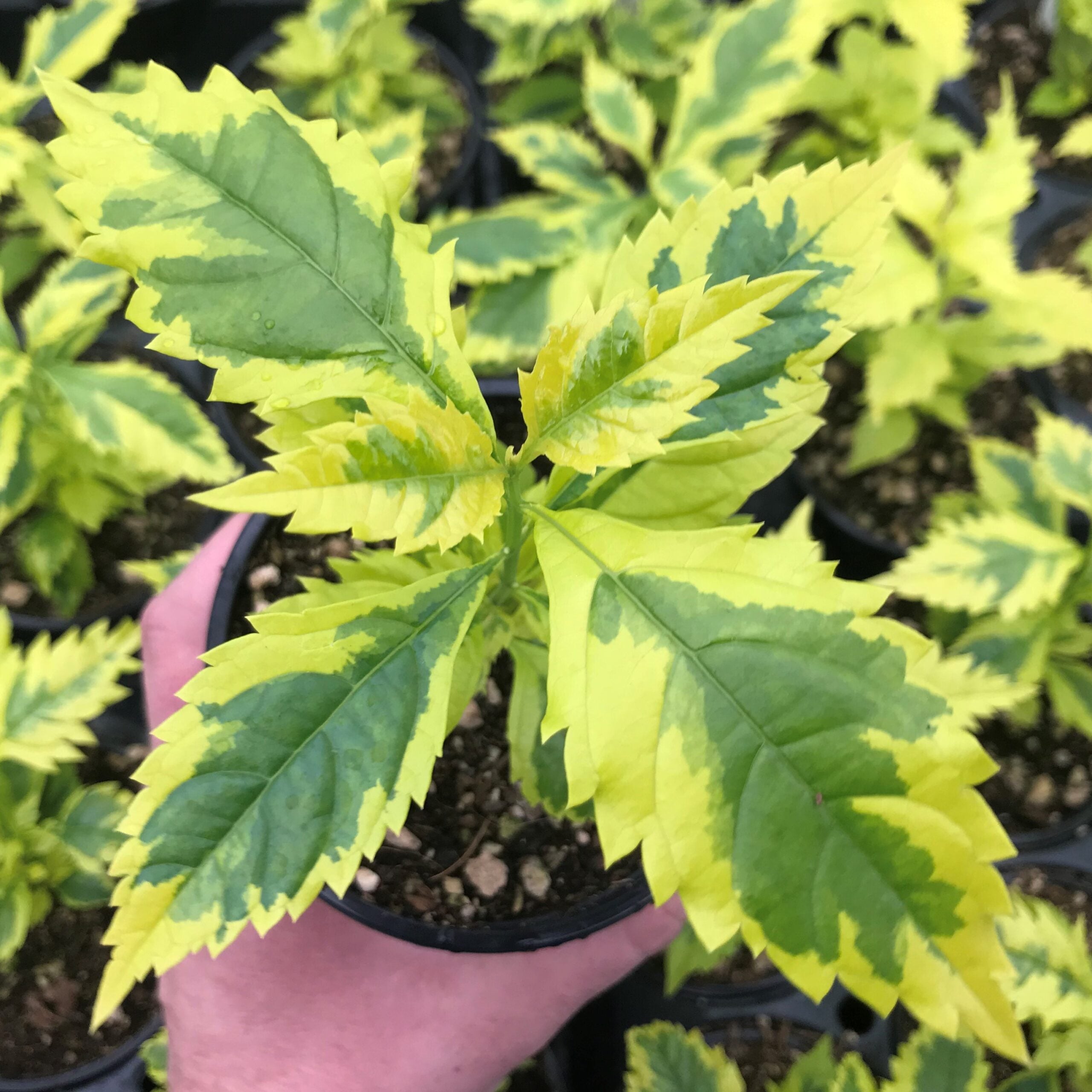 Duranta erecta ‘Gold Edge’ – Skyflower (4.5" Pot)