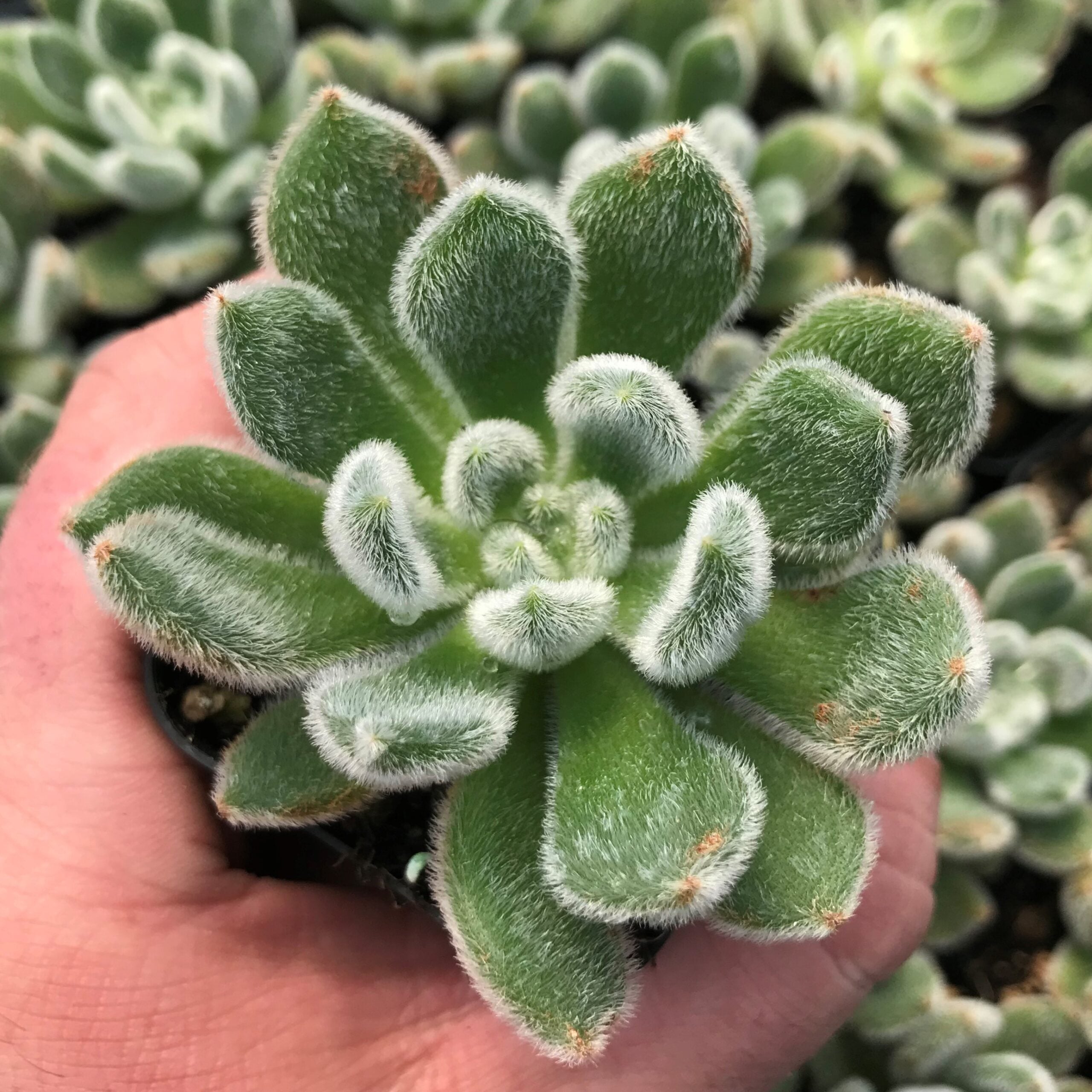 Echeveria setosa - Mexican Firecracker Plant (2