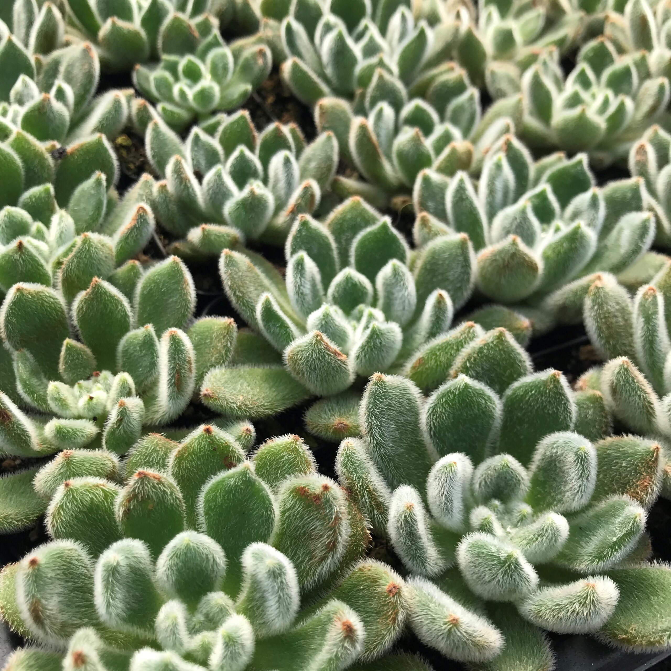 Echeveria setosa - Mexican Firecracker Plant (2" Pot) - Image 3