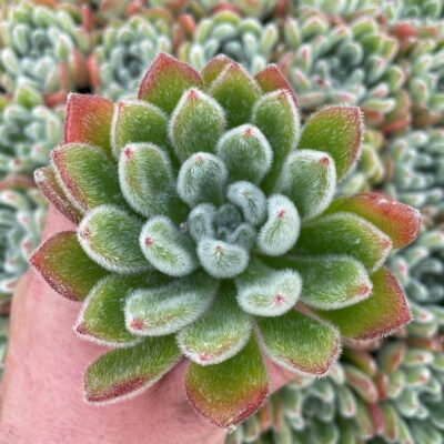 Echeveria setosa - Mexican Firecracker Plant (2" Pot)