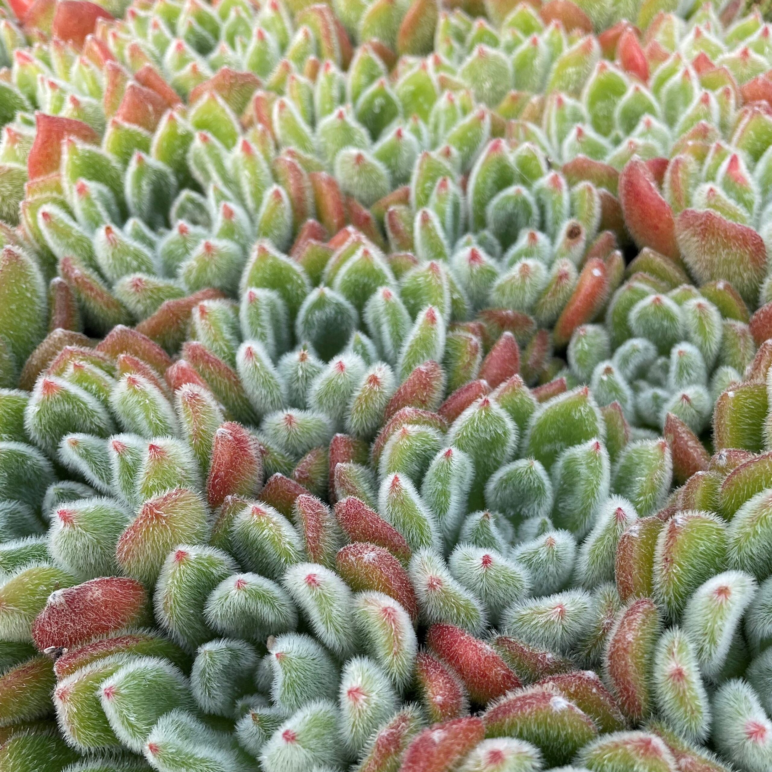 Echeveria setosa - Mexican Firecracker Plant (2" Pot) - Image 4
