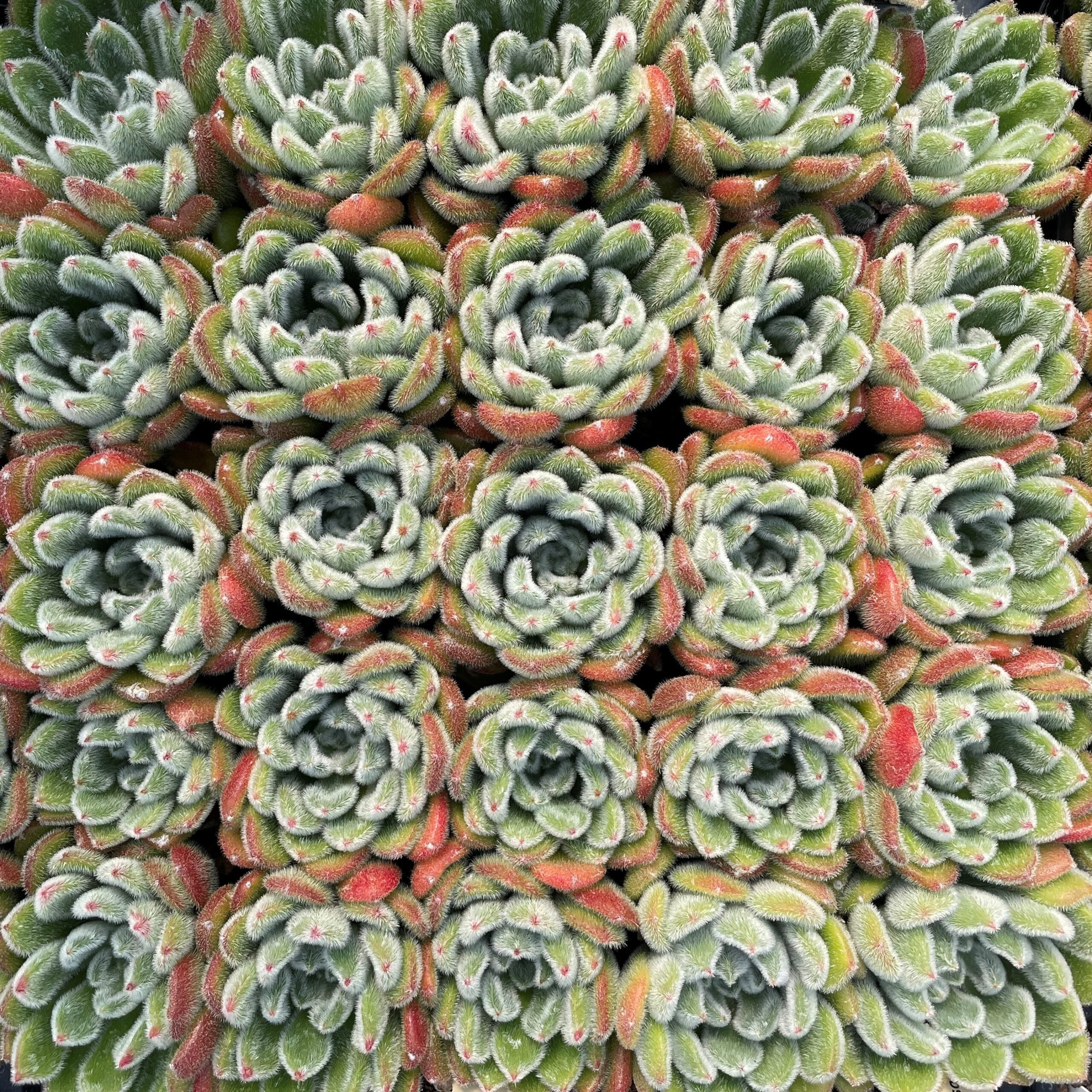 Echeveria setosa - Mexican Firecracker Plant (2" Pot) - Image 6