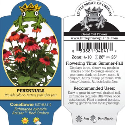 Echinacea hybrida Artisan™ Red Ombre - Coneflower US 7,982,110