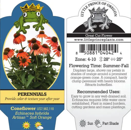 Echinacea Artisan™ Soft Orange - Coneflower (4