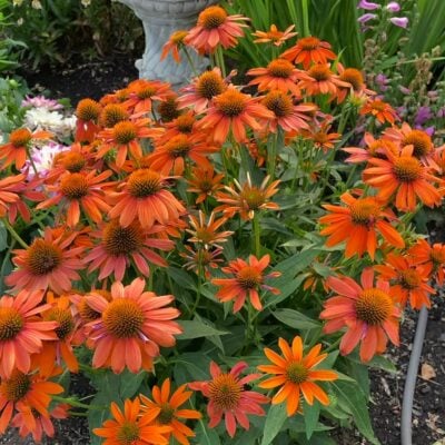 Echinacea hybrida Artisan™ Soft Orange - Coneflower US 7,982,110 (4" Pot)