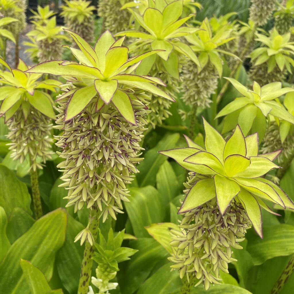 Eucomis bicolor - Pineapple Lily (4.5" Pot) | Little Prince of Oregon  Nursery