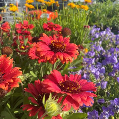 Gaillardia x grandiflora 'Mesa™ Red' - Blanket Flower (4" Pot)