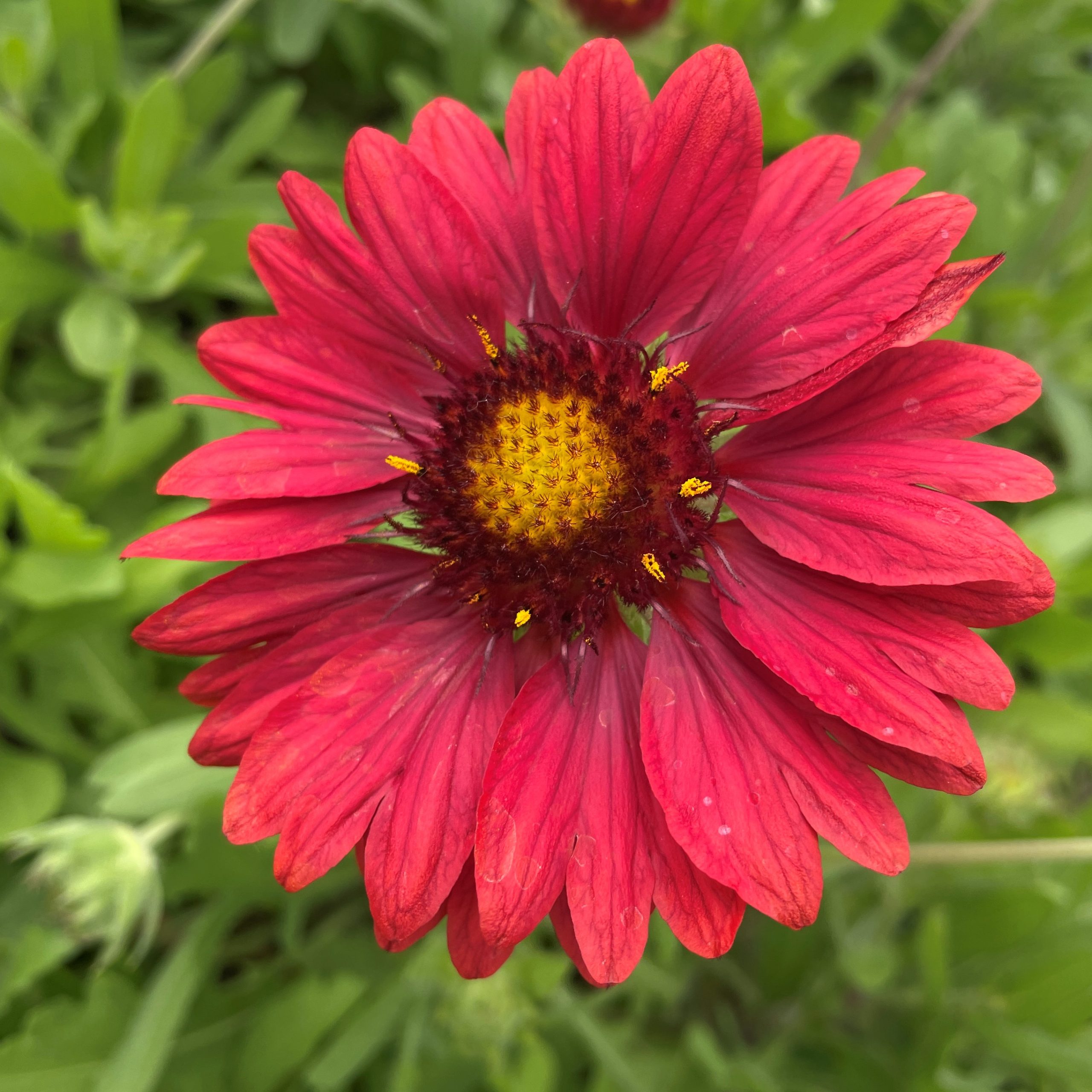 Gaillardia x grandiflora 'Mesa™ Red' - Blanket Flower (4" Pot) - Image 5