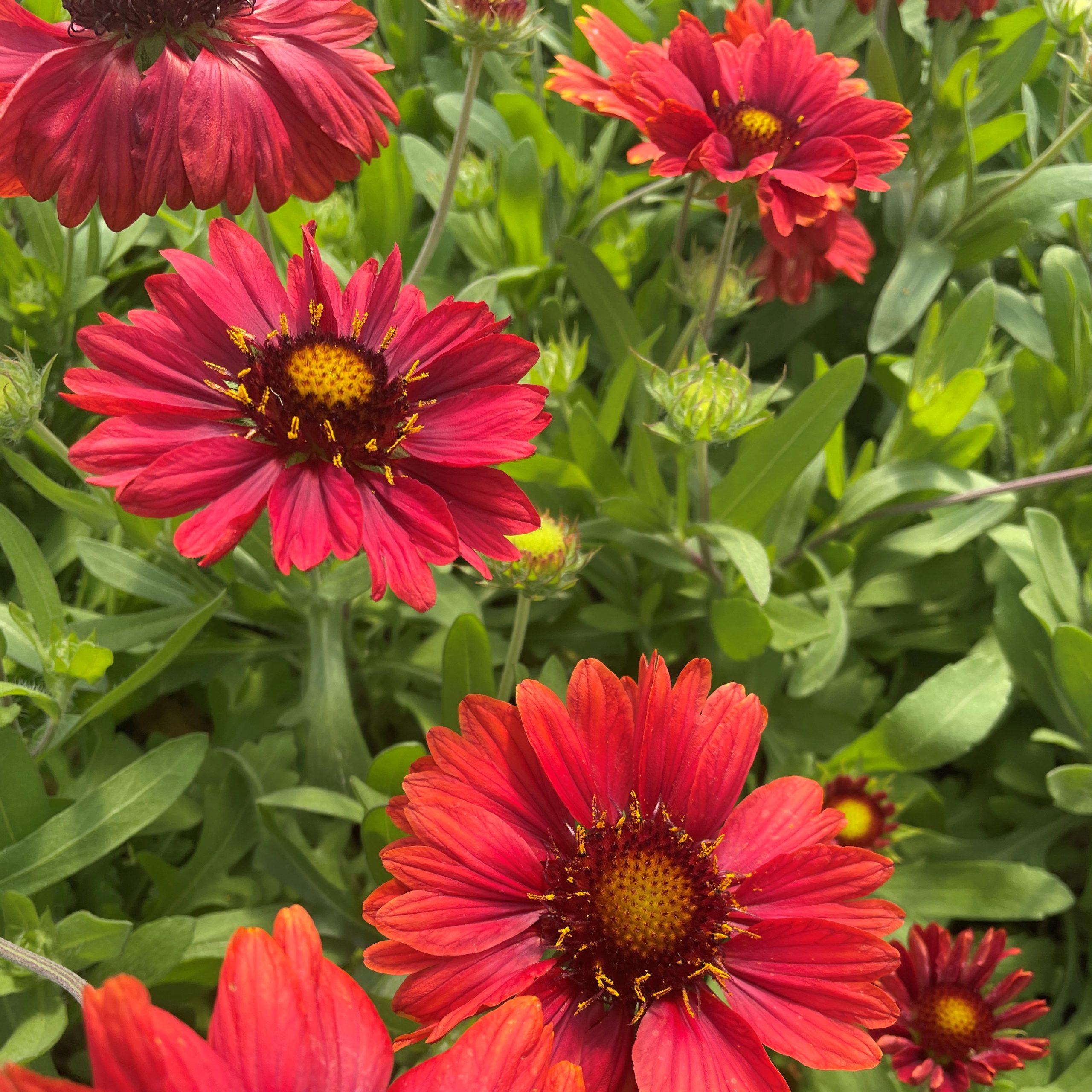 Gaillardia x grandiflora 'Mesa™ Red' - Blanket Flower (4" Pot) - Image 3