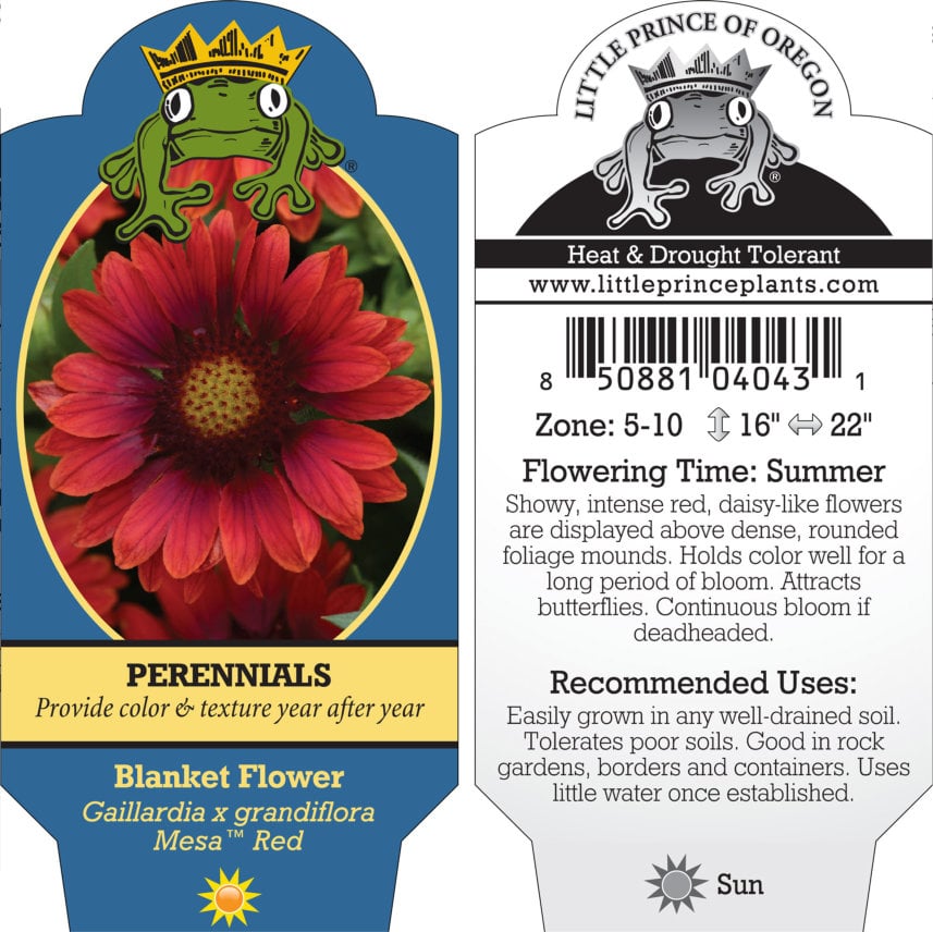 Gaillardia x grandiflora 'Mesa™ Red' - Blanket Flower (4" Pot) - Image 6