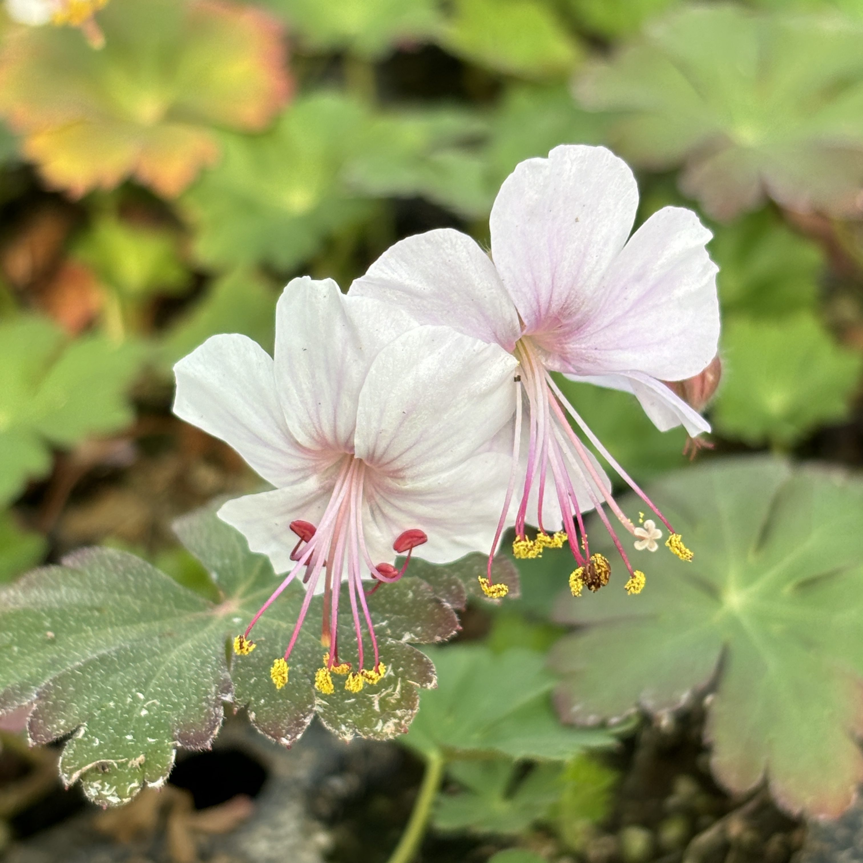 Geranium × cantabrigiense 'Biokovo' - Cranesbill (4.5" Pot)