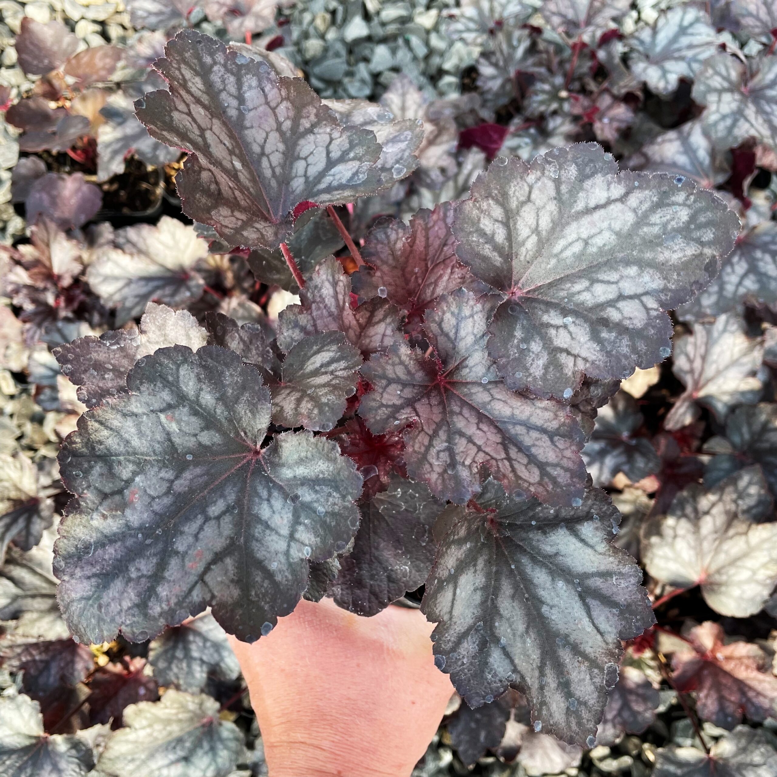 Heuchera x 'Carnival Plum Crazy' - Coral Bells USPP #24,771 (4.5" Pot) - Image 2