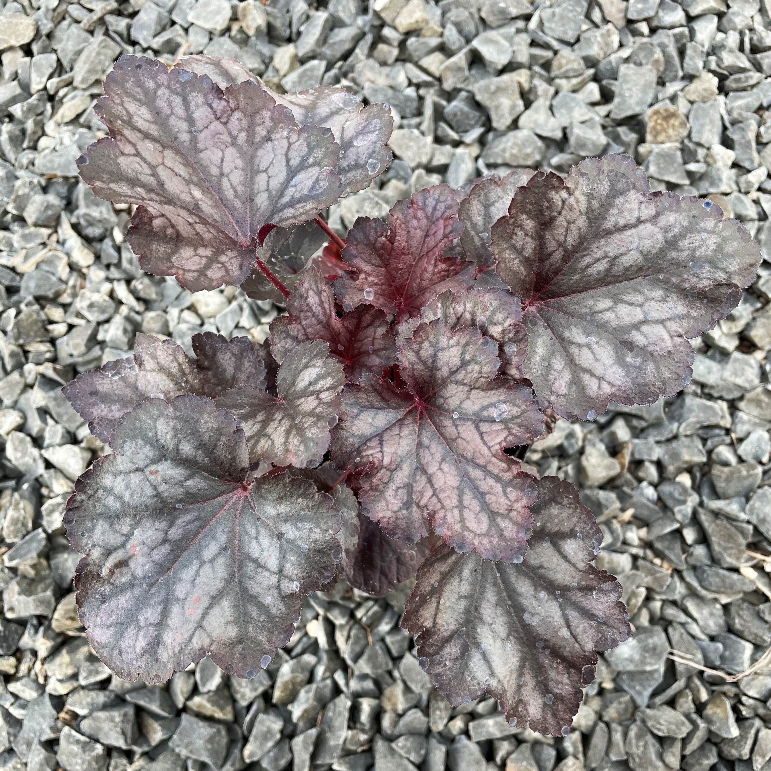 Heuchera x 'Carnival Plum Crazy' - Coral Bells USPP #24,771 (4.5" Pot) - Image 4