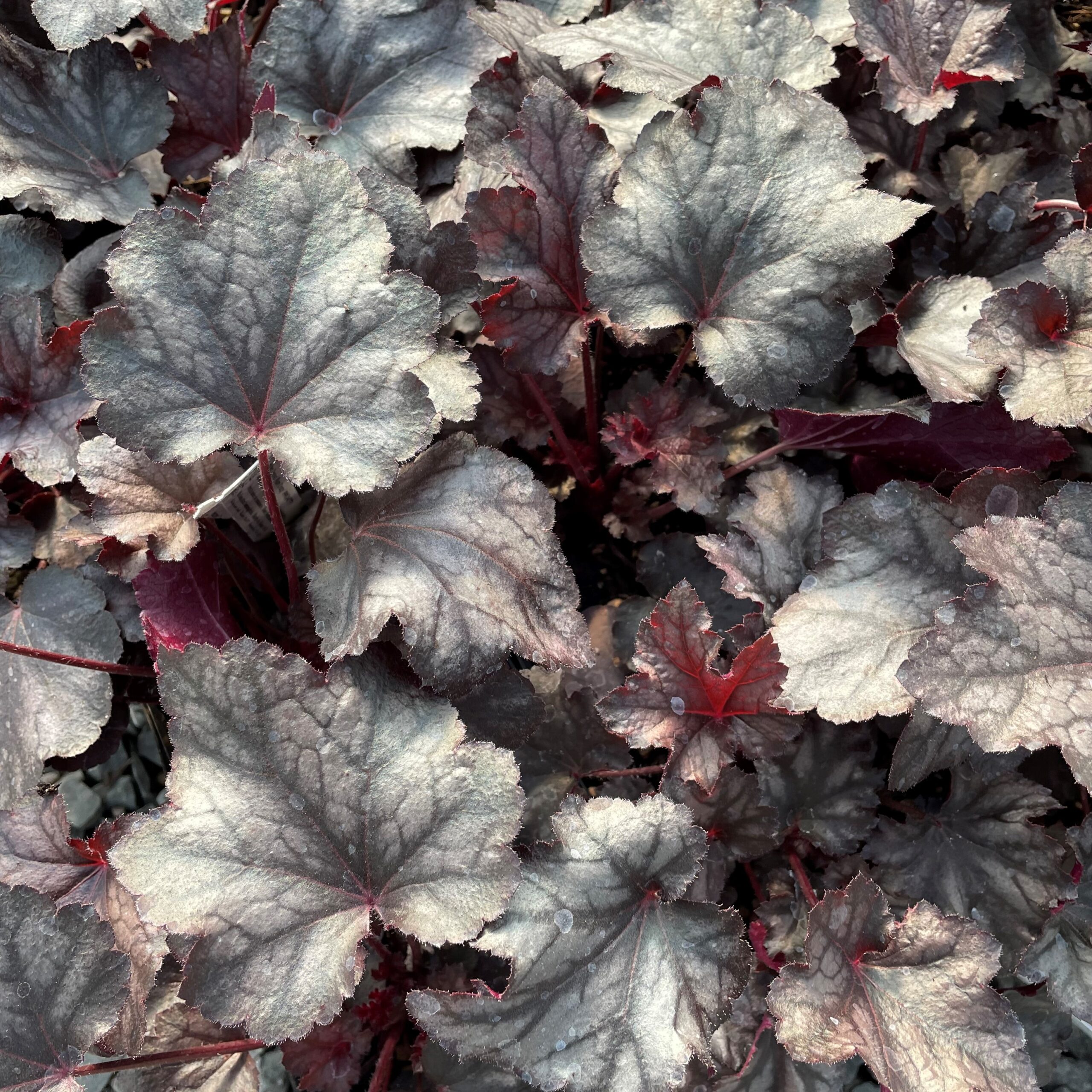 Heuchera x 'Carnival Plum Crazy' - Coral Bells USPP #24,771 (4.5" Pot)