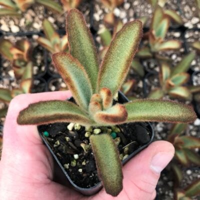 Kalanchoe tomentosa 'Chocolate Soldier' - Panda Plant (2" Pot)