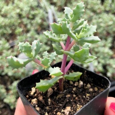Lampranthus blandus - Pink Vygie Plant (2" Pot)