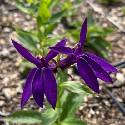 Lobelia x speciosa 'Starship™ Blue' - Cardinal Flower (4" Pot)