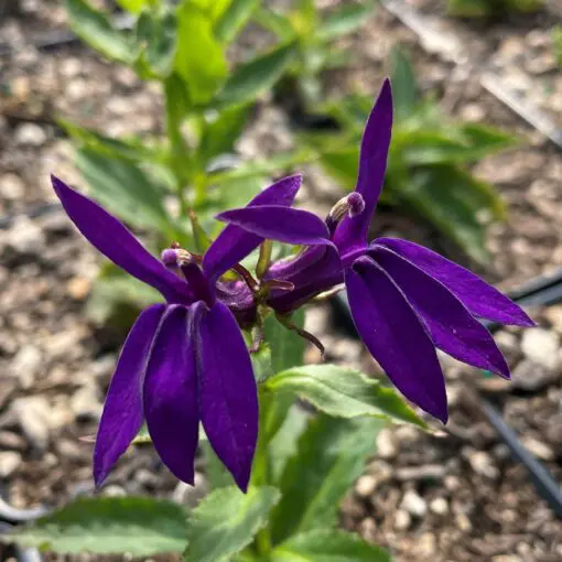 Lobelia x speciosa 'Starship™ Blue' - Cardinal Flower (4