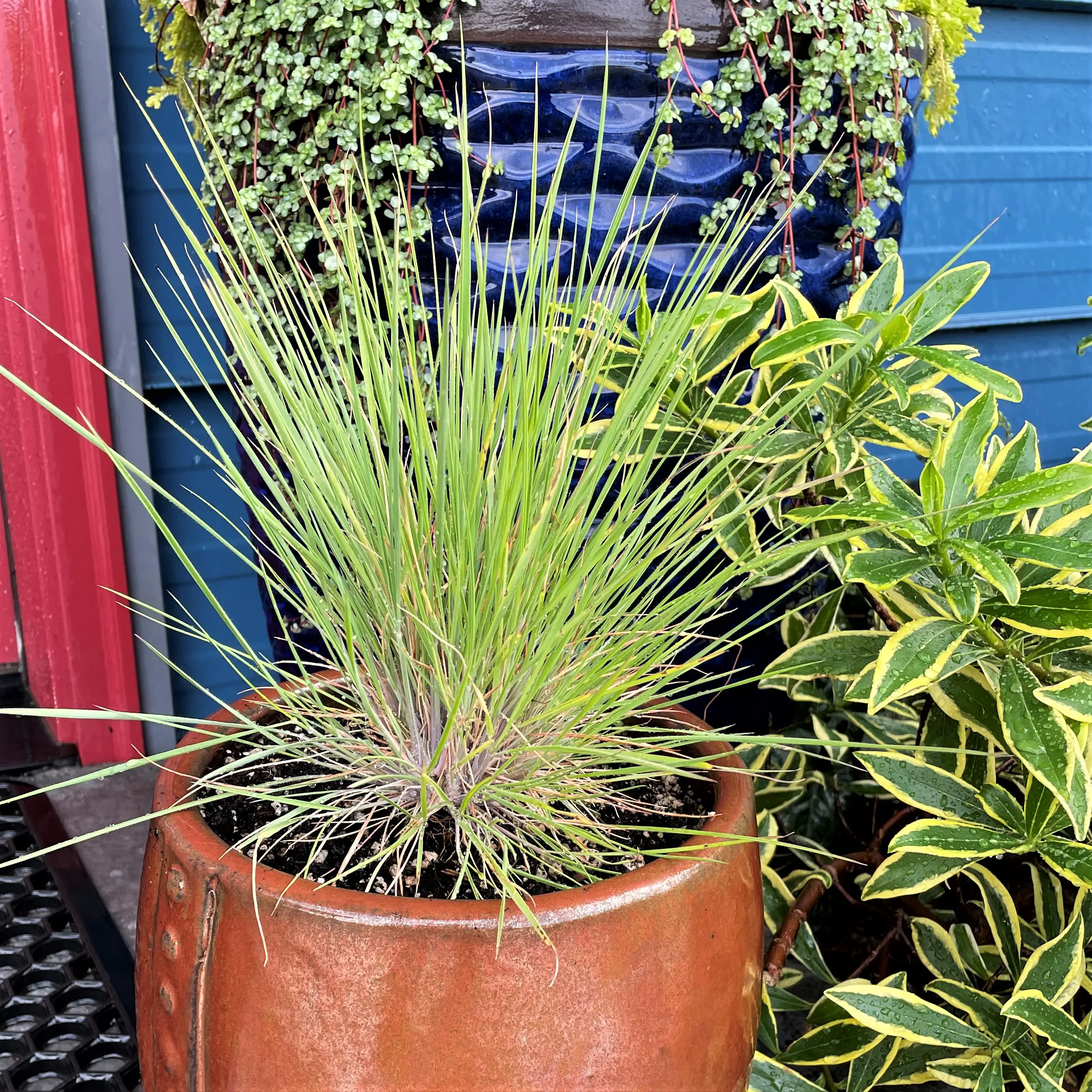 Melinus nerviglumis 'Pink Crystals' - Ruby Grass (3.5" Pot) | Little Prince  of Oregon Nursery