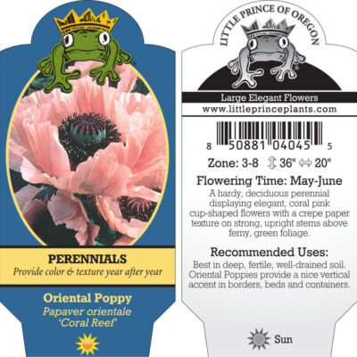 Papaver orientale 'Coral Reef' - Oriental Poppy (4" Pot)