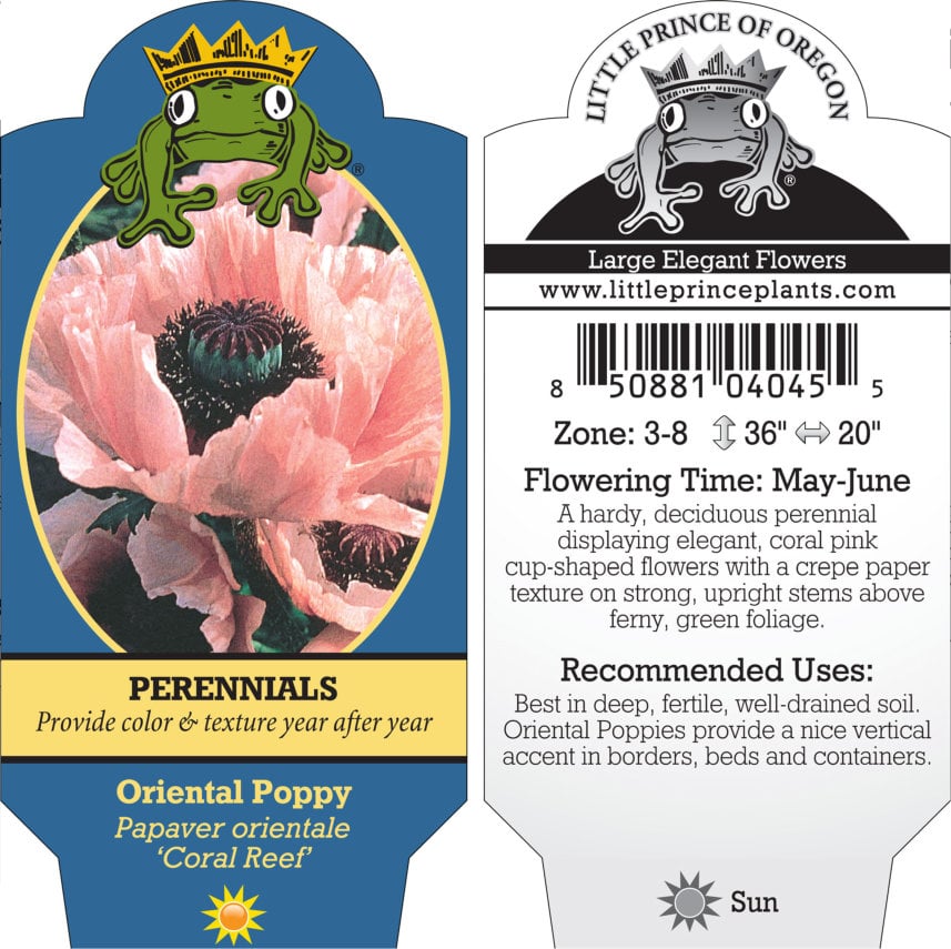Papaver-orientale-Coral-Reef-