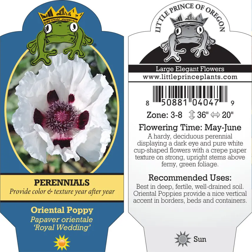 Papaver-orientale-Royal-