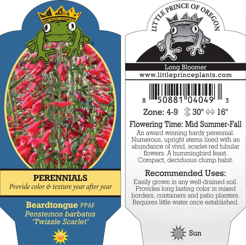 Penstemon barbatus 'Twizzle Scarlet' - Beardtongue PPAF (4" Pot)