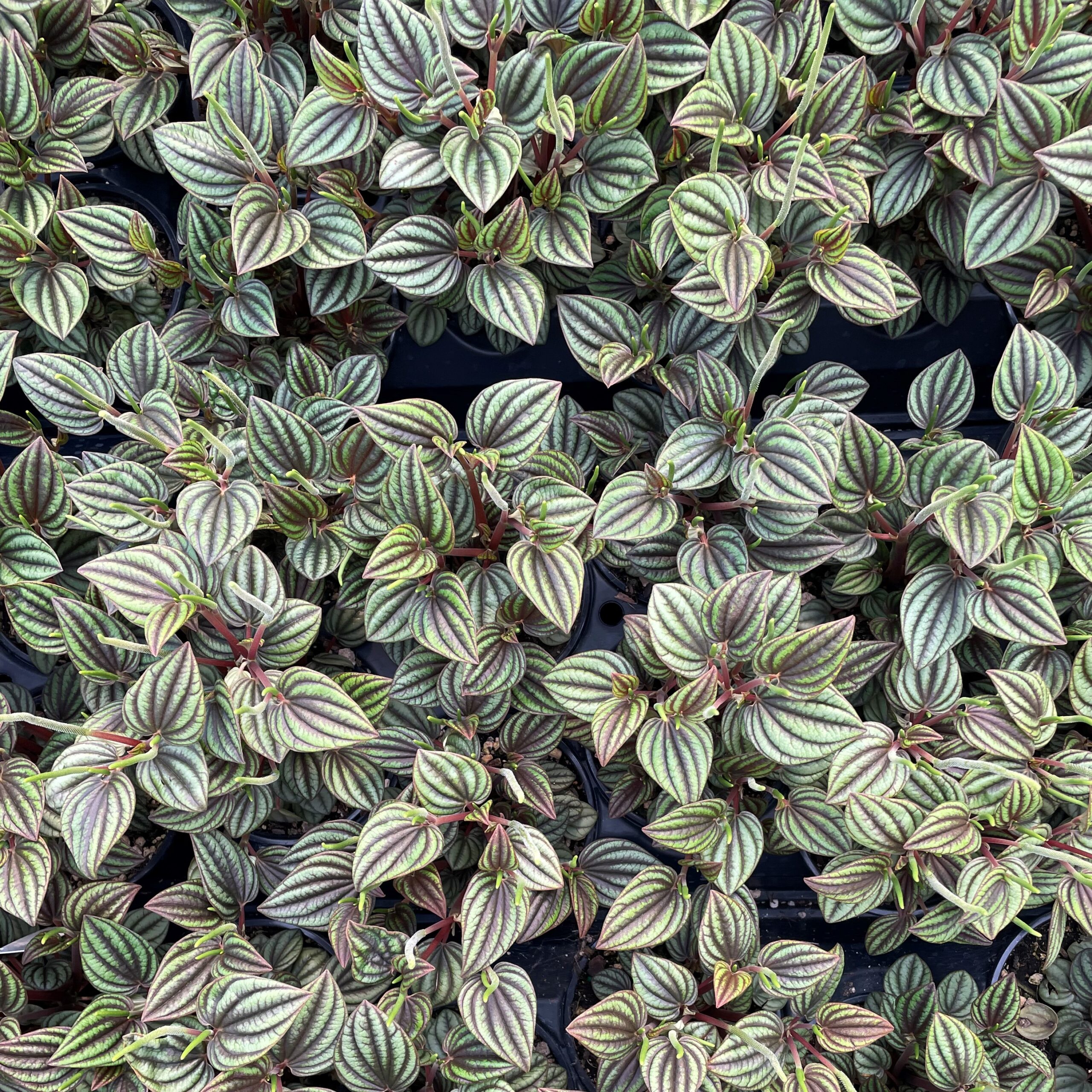 Peperomia 'Piccolo Banda' (4.5" Pot) - Image 4