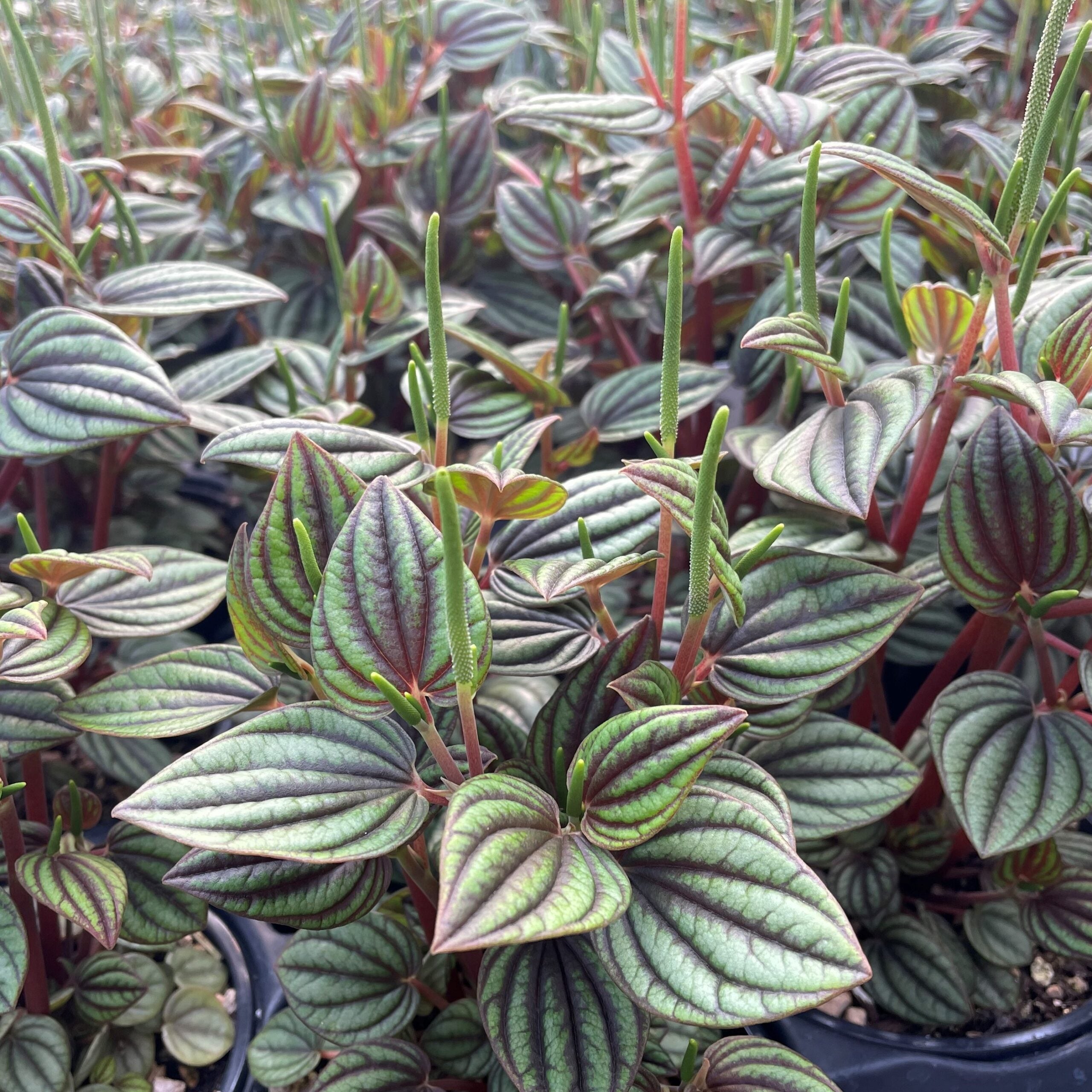 Peperomia 'Piccolo Banda' (4.5" Pot) - Image 2