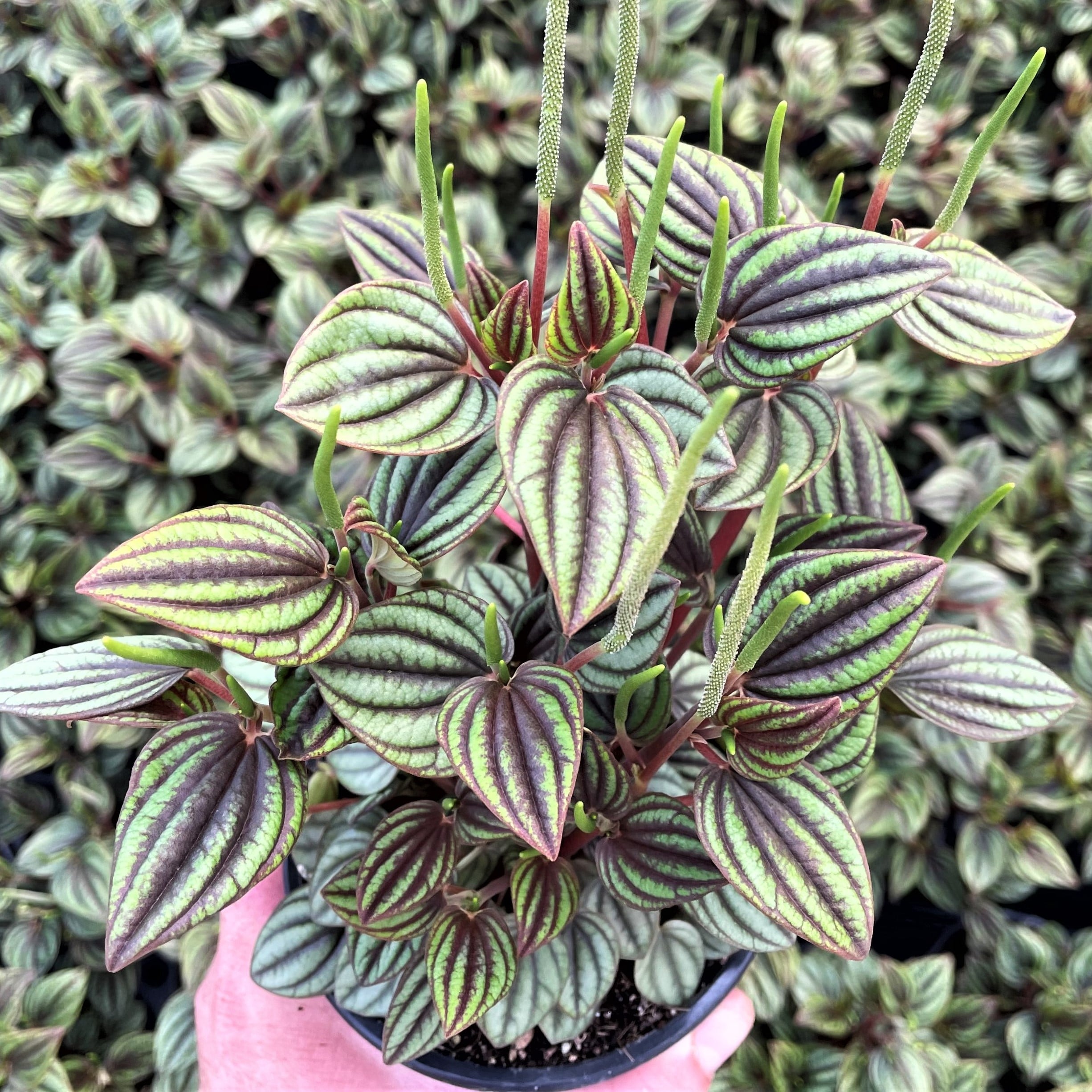 Peperomia 'Piccolo Banda' (4.5" Pot)