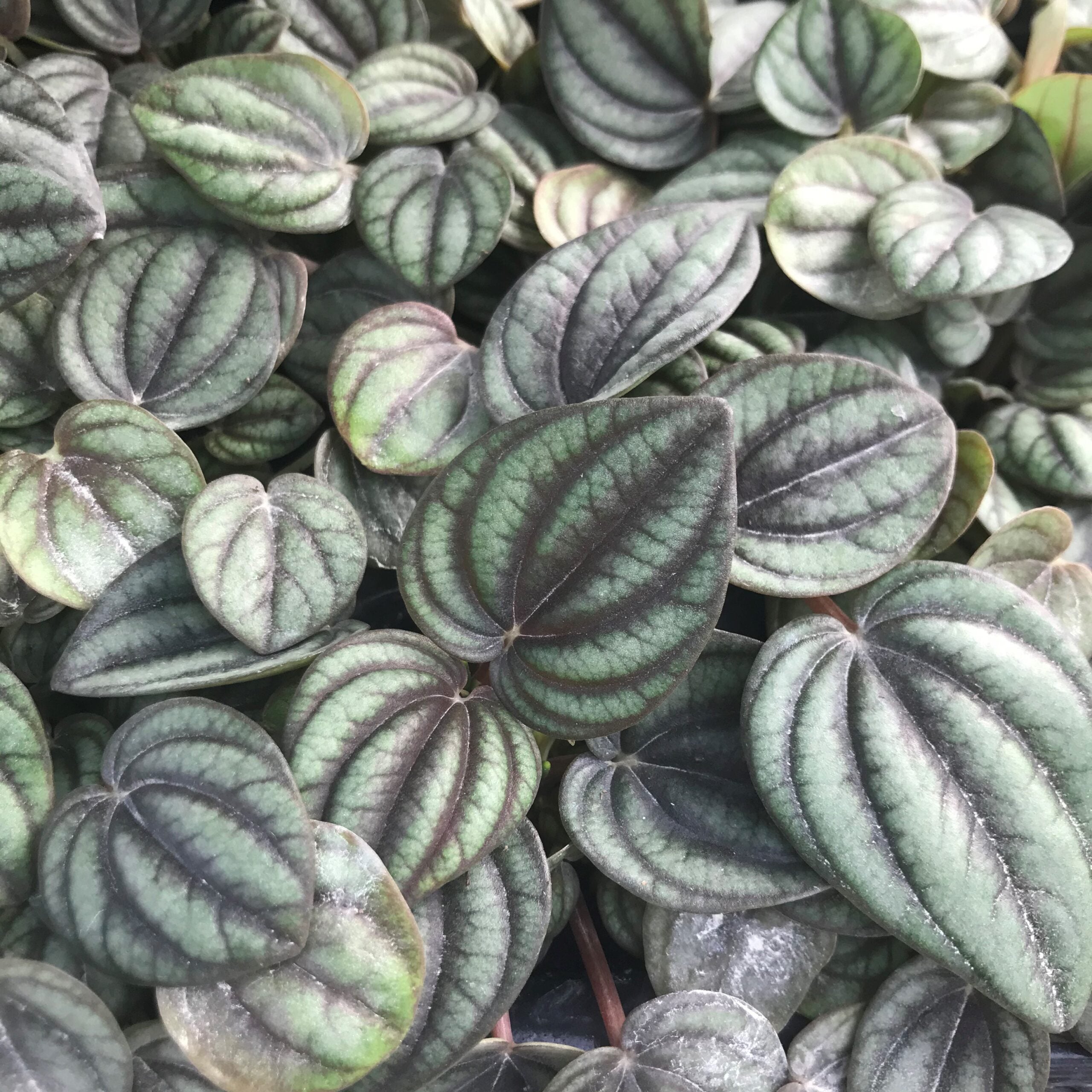 Peperomia 'Piccolo Banda' (4.5" Pot) - Image 3