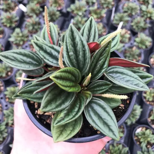 Peperomia 'Rosso' (4.5" Pot) | Little Prince of Oregon Nursery