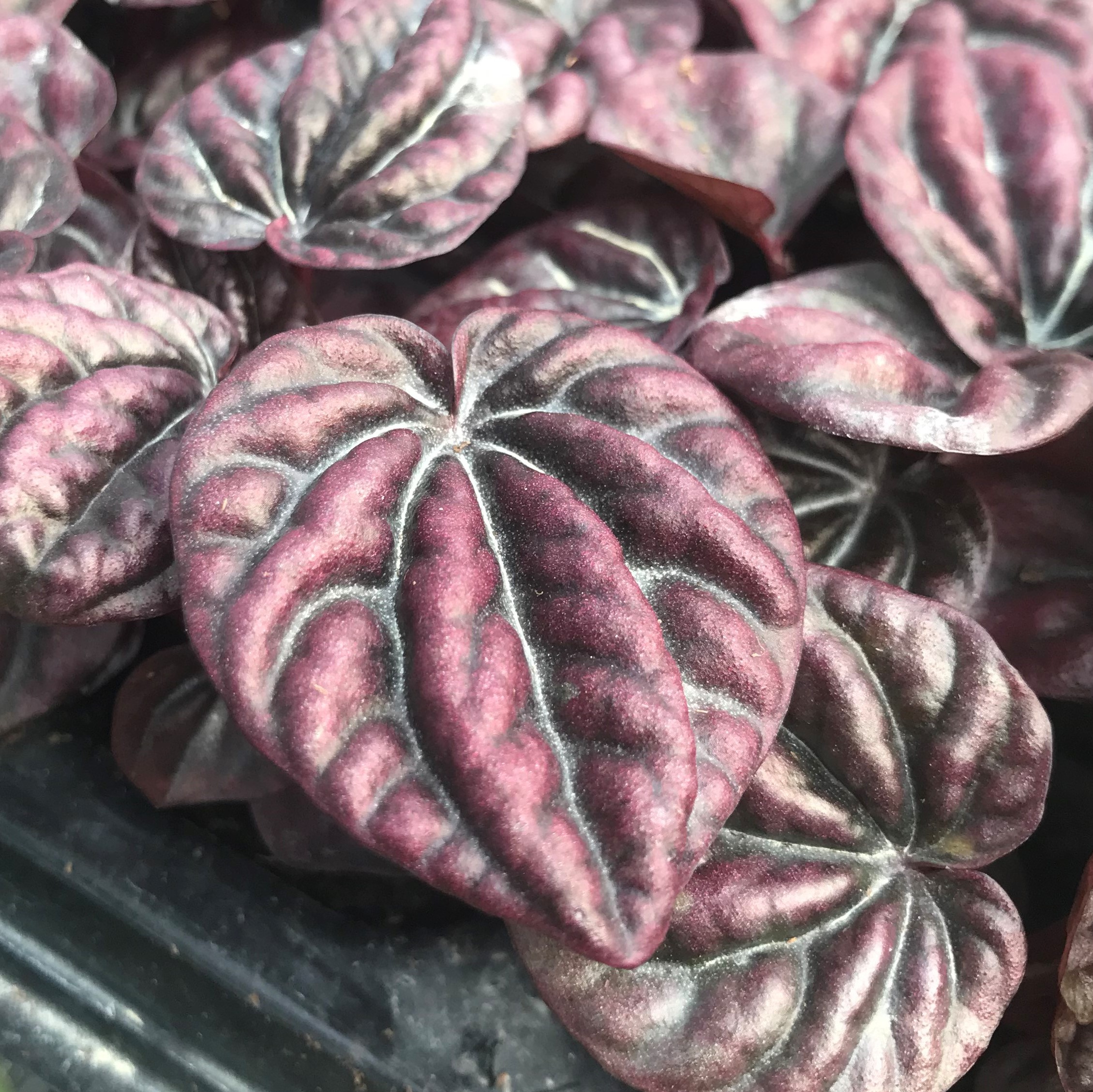 Peperomia caperata 'Schumi Red' (4.5" Pot) - Image 4