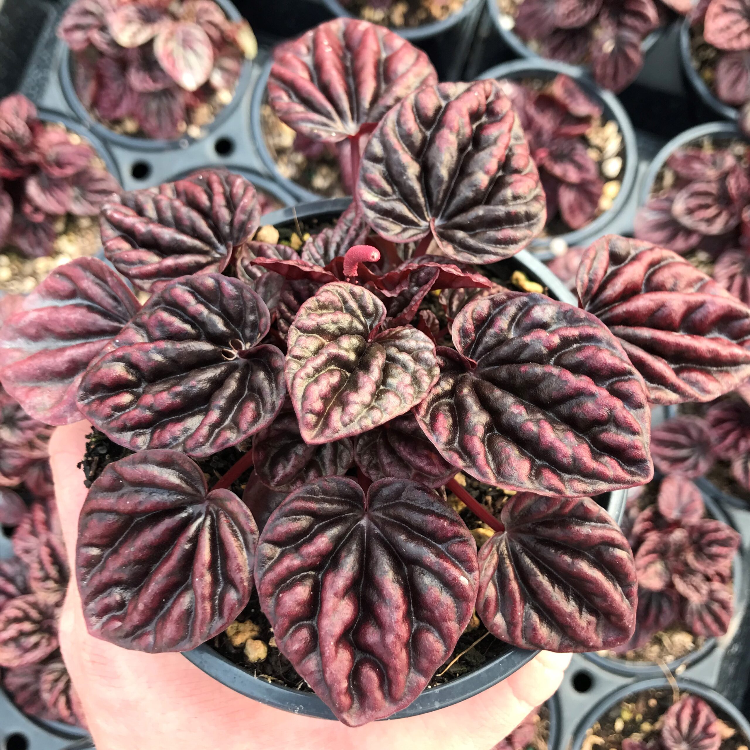 Peperomia caperata 'Schumi Red' (4.5" Pot) - Image 5