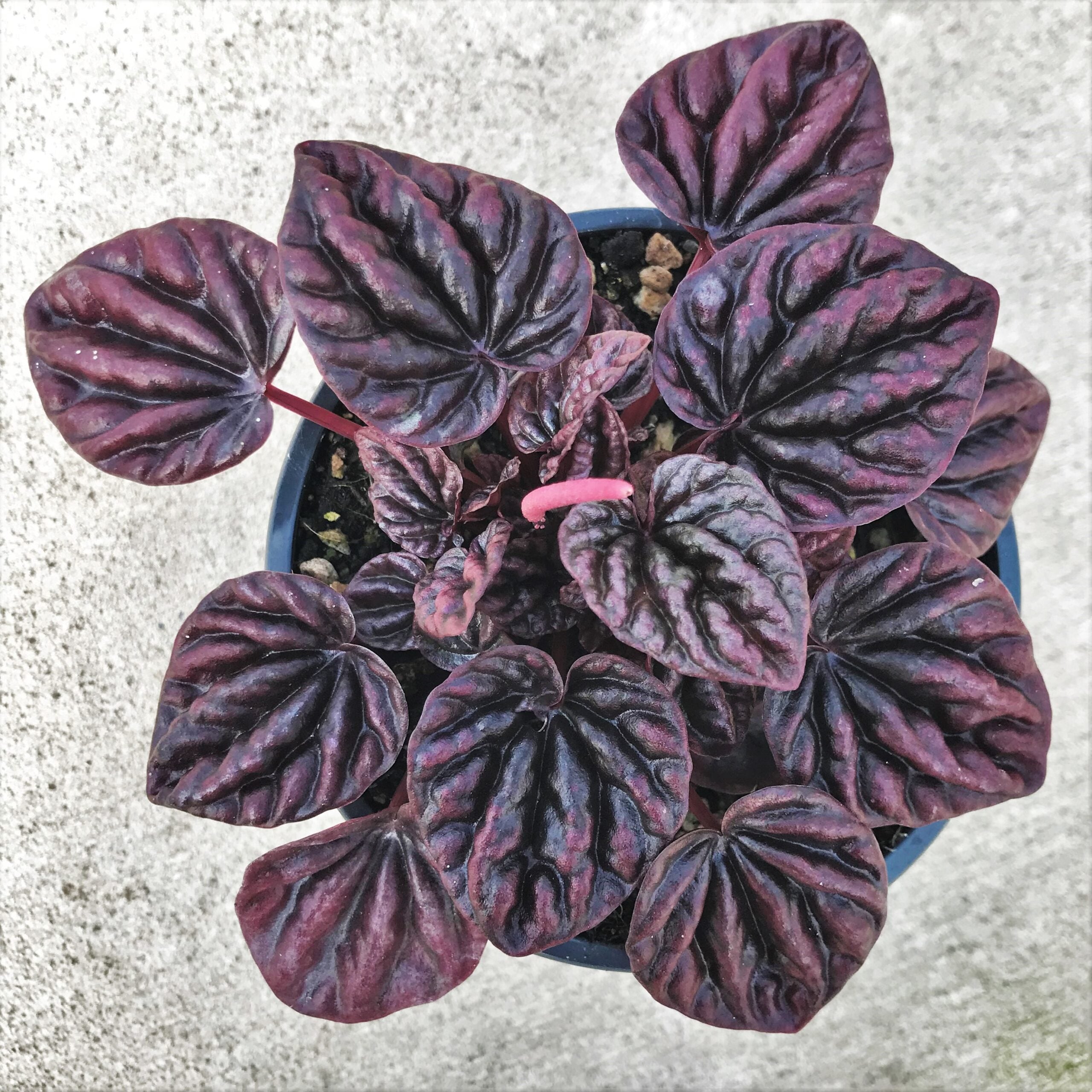 Peperomia caperata 'Schumi Red' (4.5" Pot) - Image 6