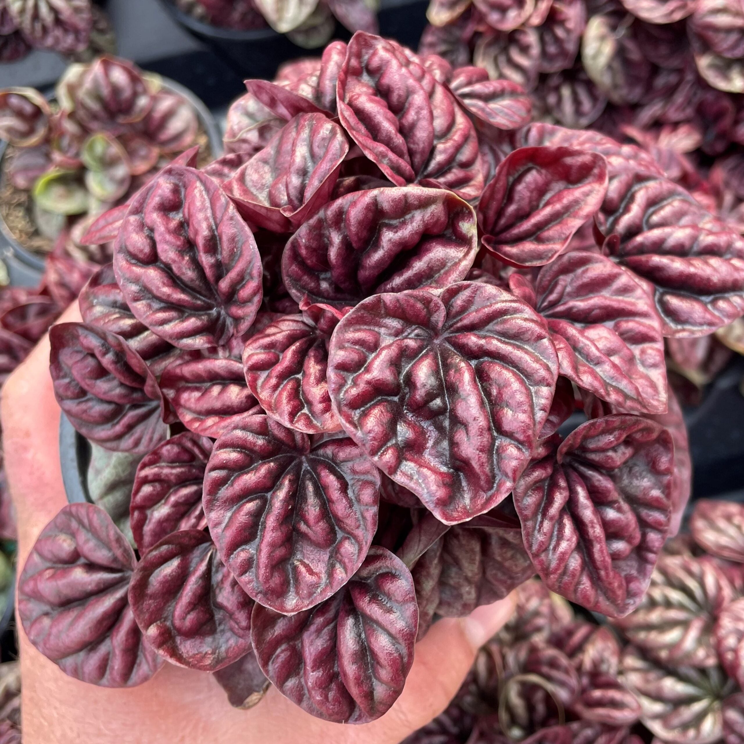 Peperomia caperata 'Schumi Red' (4.5" Pot) - Image 2