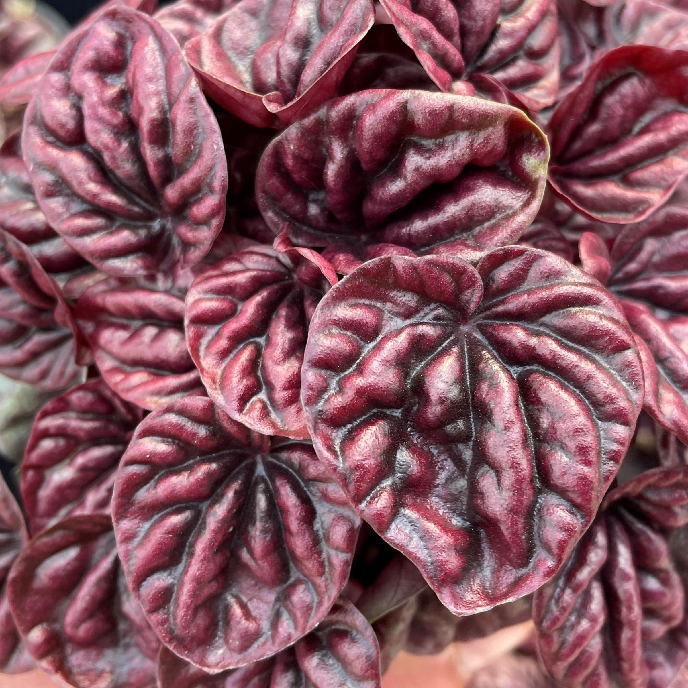 Peperomia caperata 'Schumi Red' (4.5" Pot) - Image 3