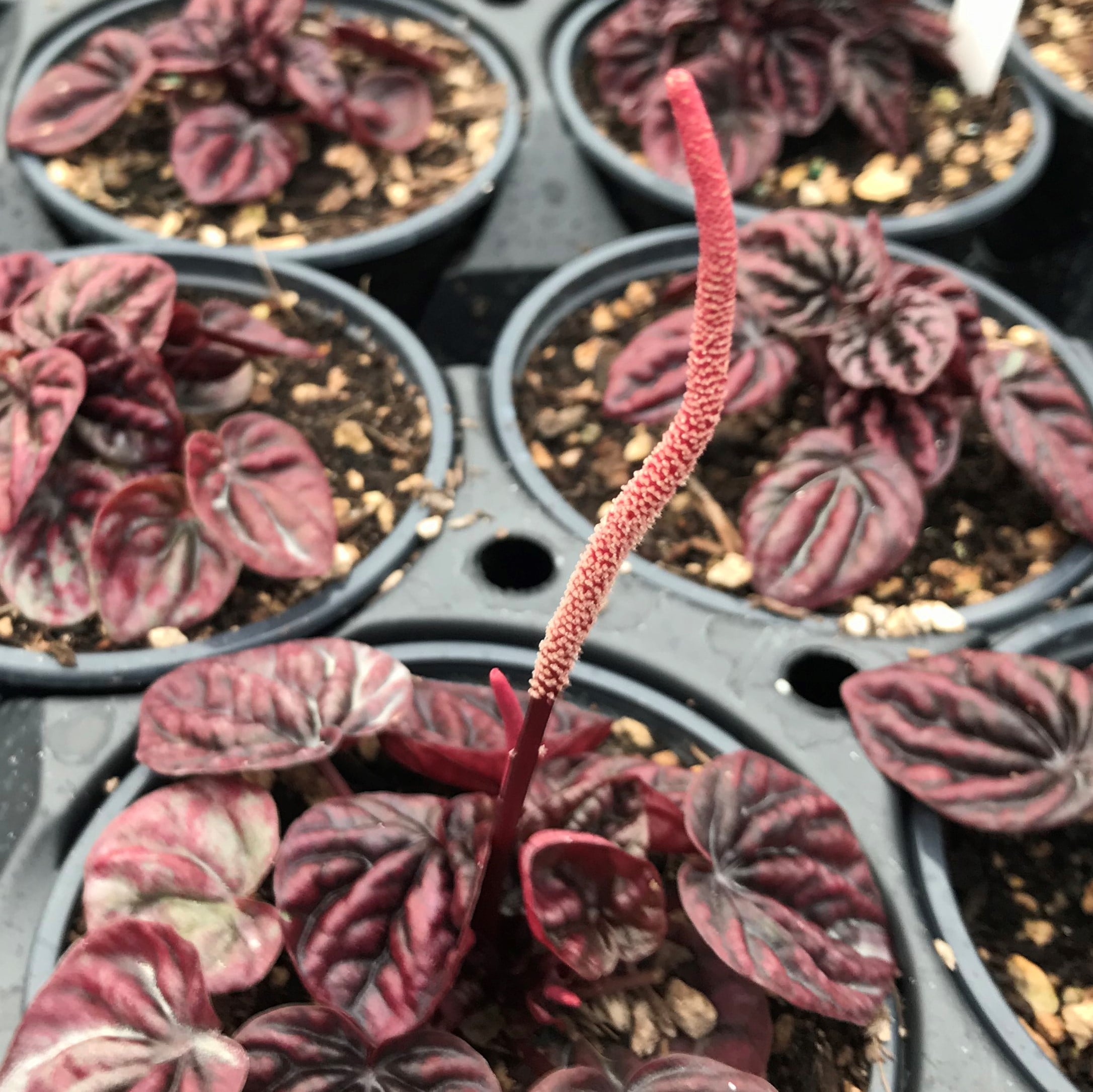 Peperomia caperata 'Schumi Red' (4.5" Pot) - Image 7