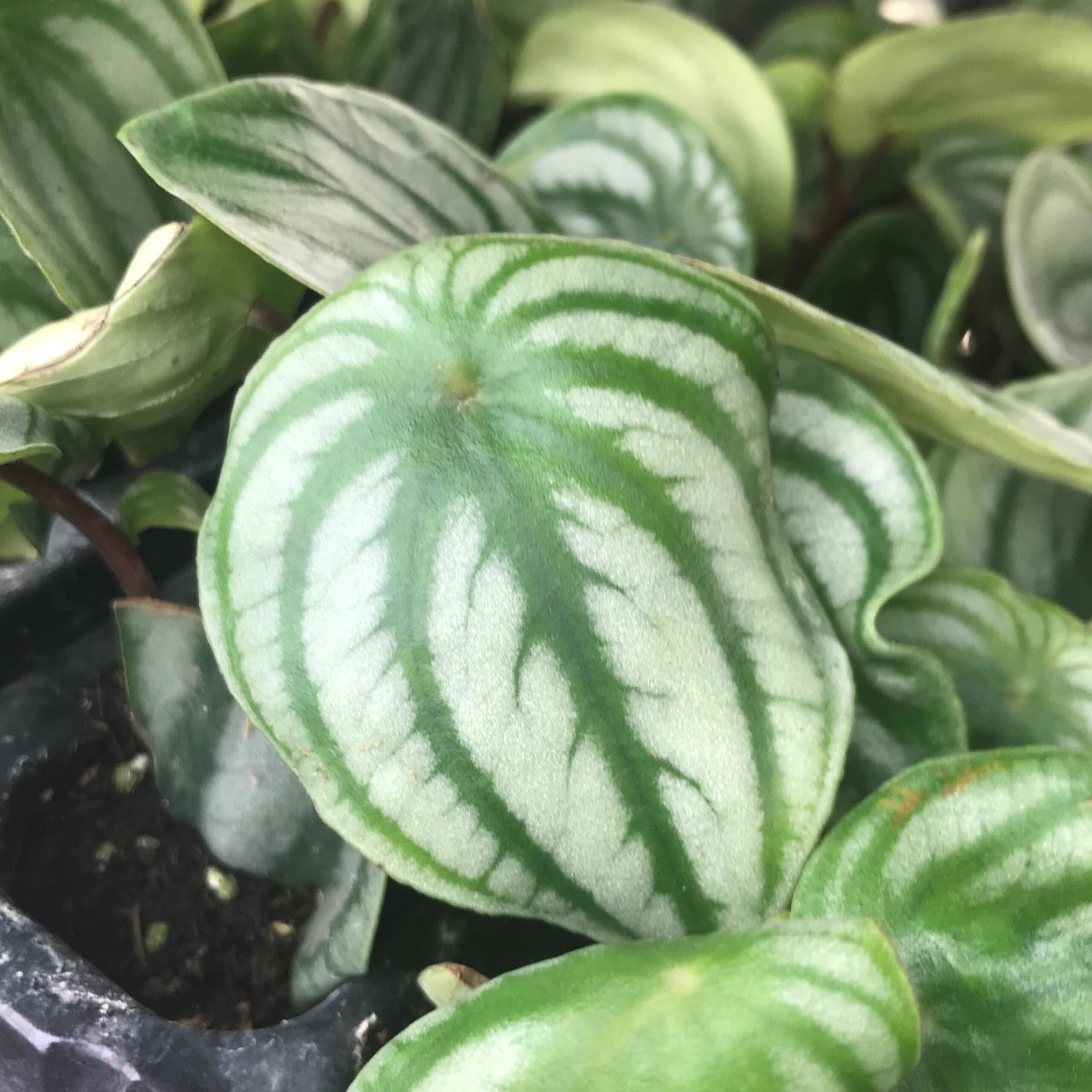 Peperomia argyreia - Watermelon Peperomia (4.5" Pot) - Image 4