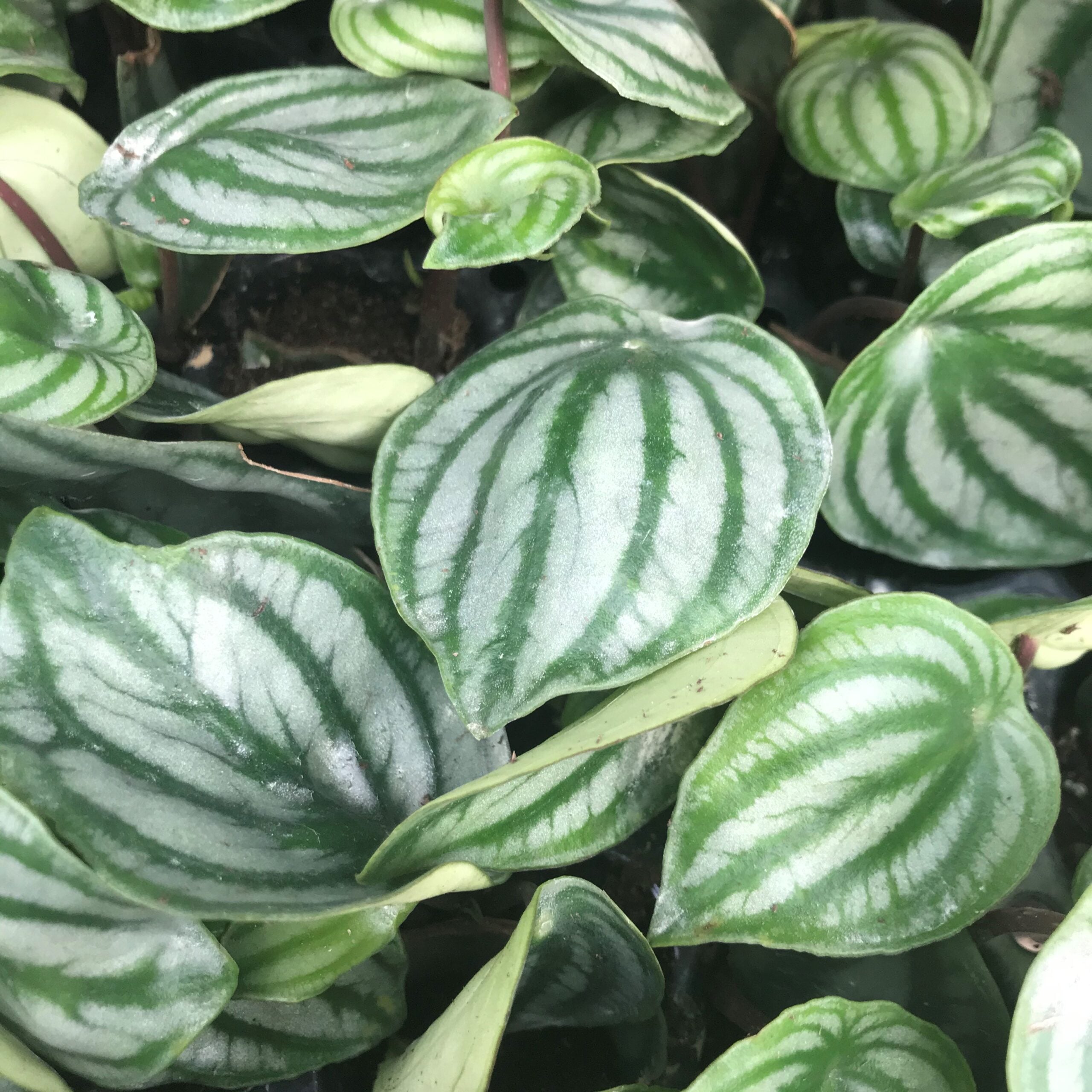 Peperomia argyreia - Watermelon Peperomia (4.5" Pot) - Image 5