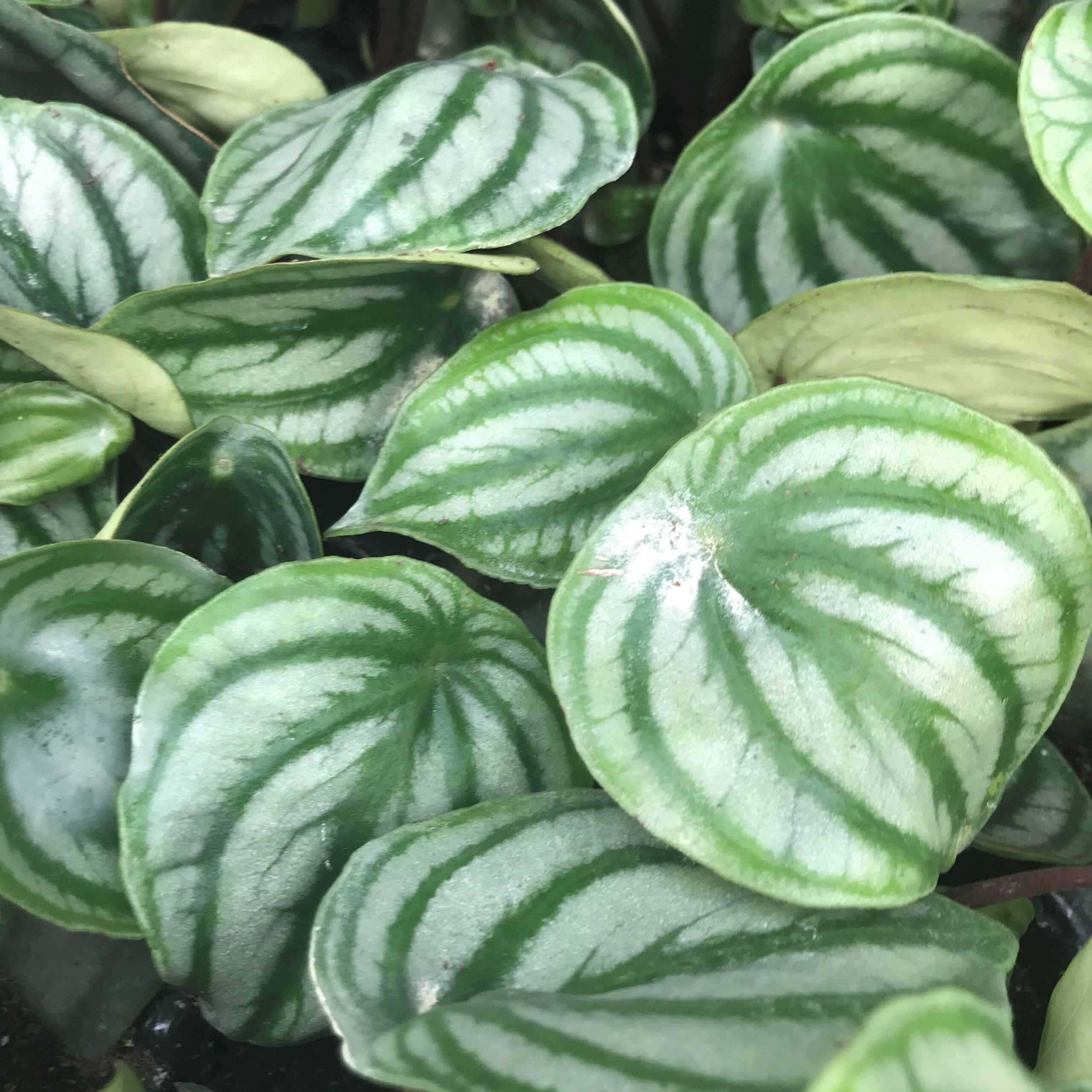 Peperomia argyreia - Watermelon Peperomia (4.5" Pot) - Image 2