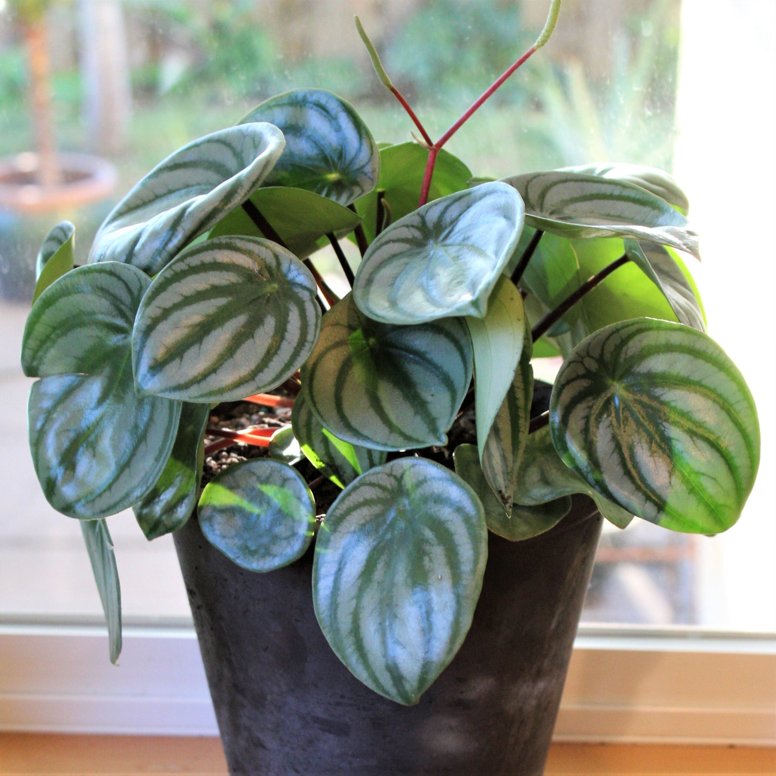 Peperomia argyreia - Watermelon Peperomia (4.5" Pot)