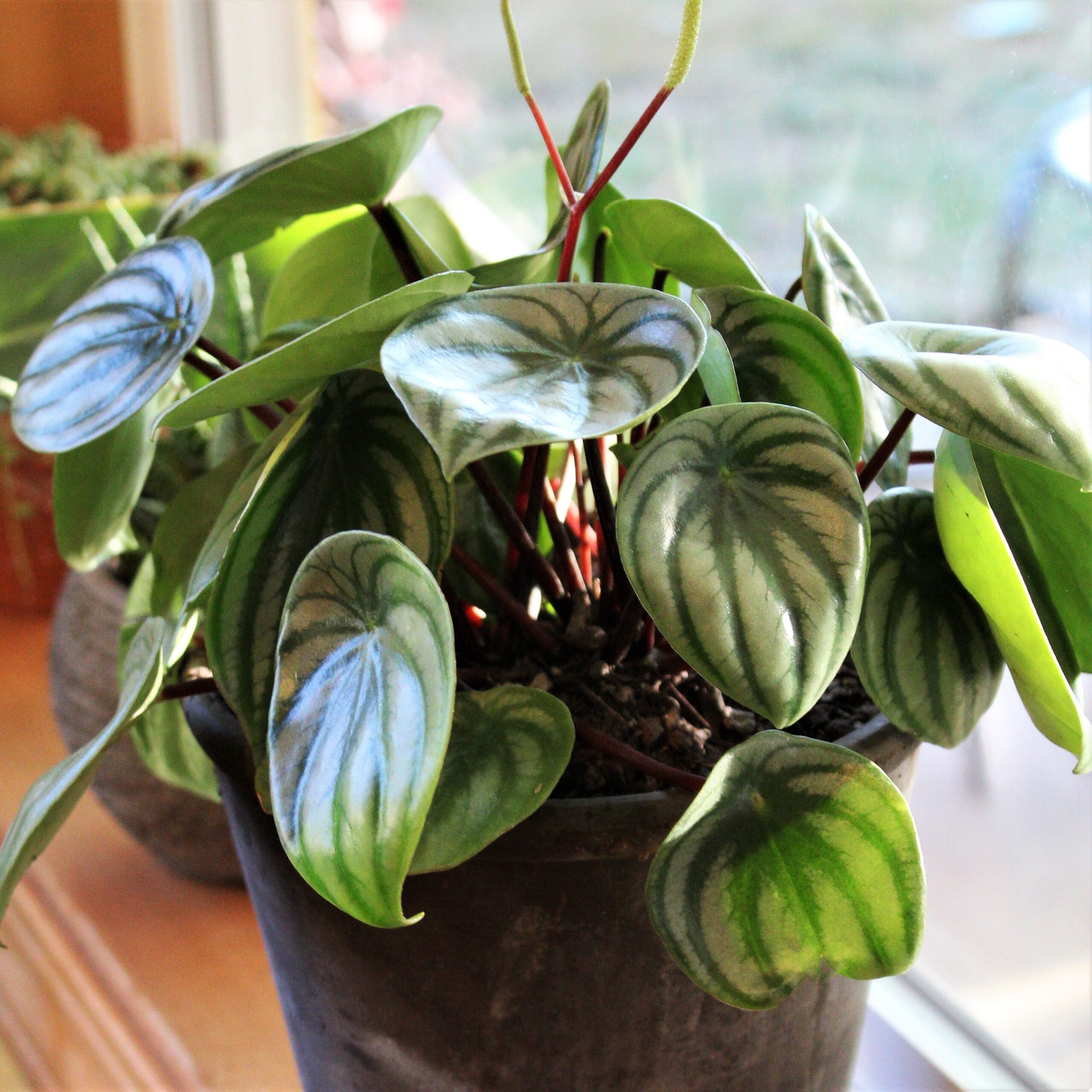 Peperomia argyreia - Watermelon Peperomia (4.5" Pot) - Image 3