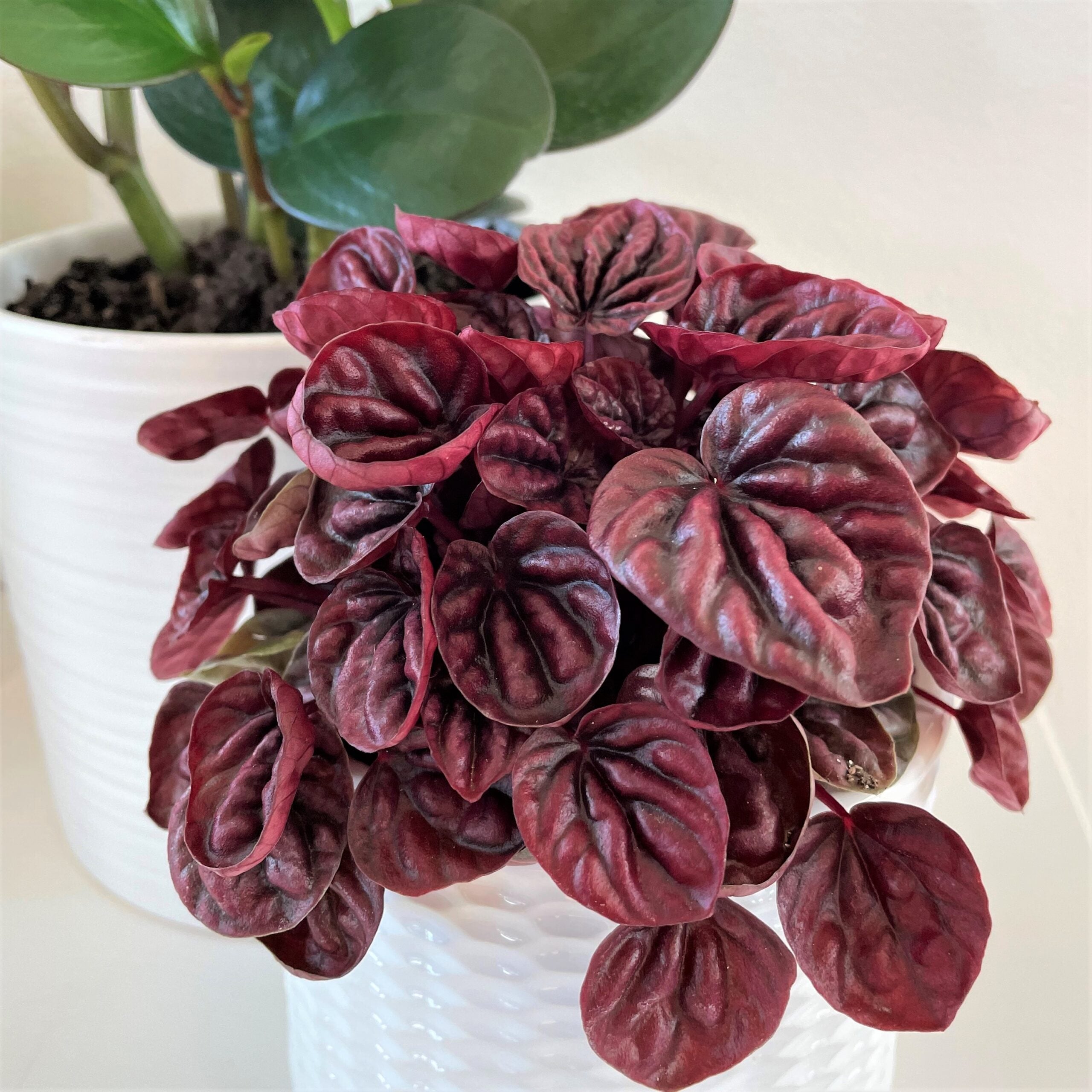 Peperomia caperata 'Schumi Red' (4.5" Pot)