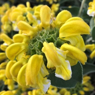 Phlomis fruticosa - Jerusalem Sage (4.5" Pot)