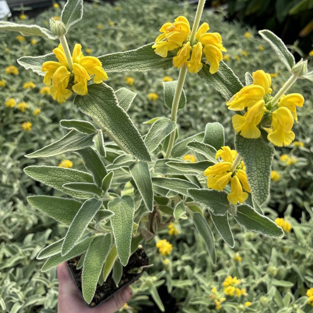 Take A Look About Phlomis Fruticosa Jerusalem Sage