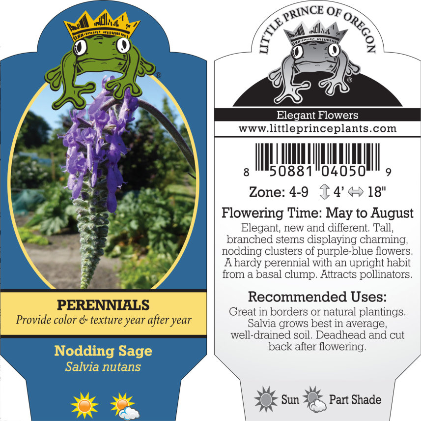 Salvia nutans - Nodding Sage (4" Pot)