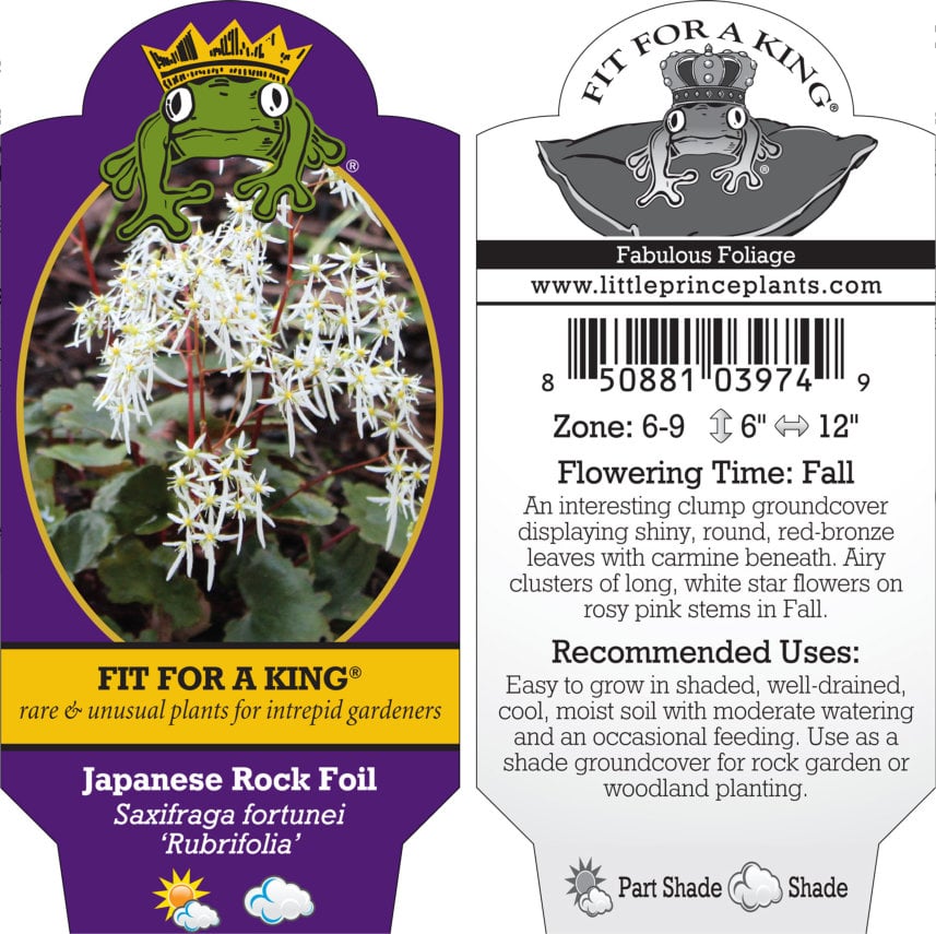 Saxifraga fortunei 'Rubrifolia' - Japanese Rock Foil (4.5" Pot) - Image 10