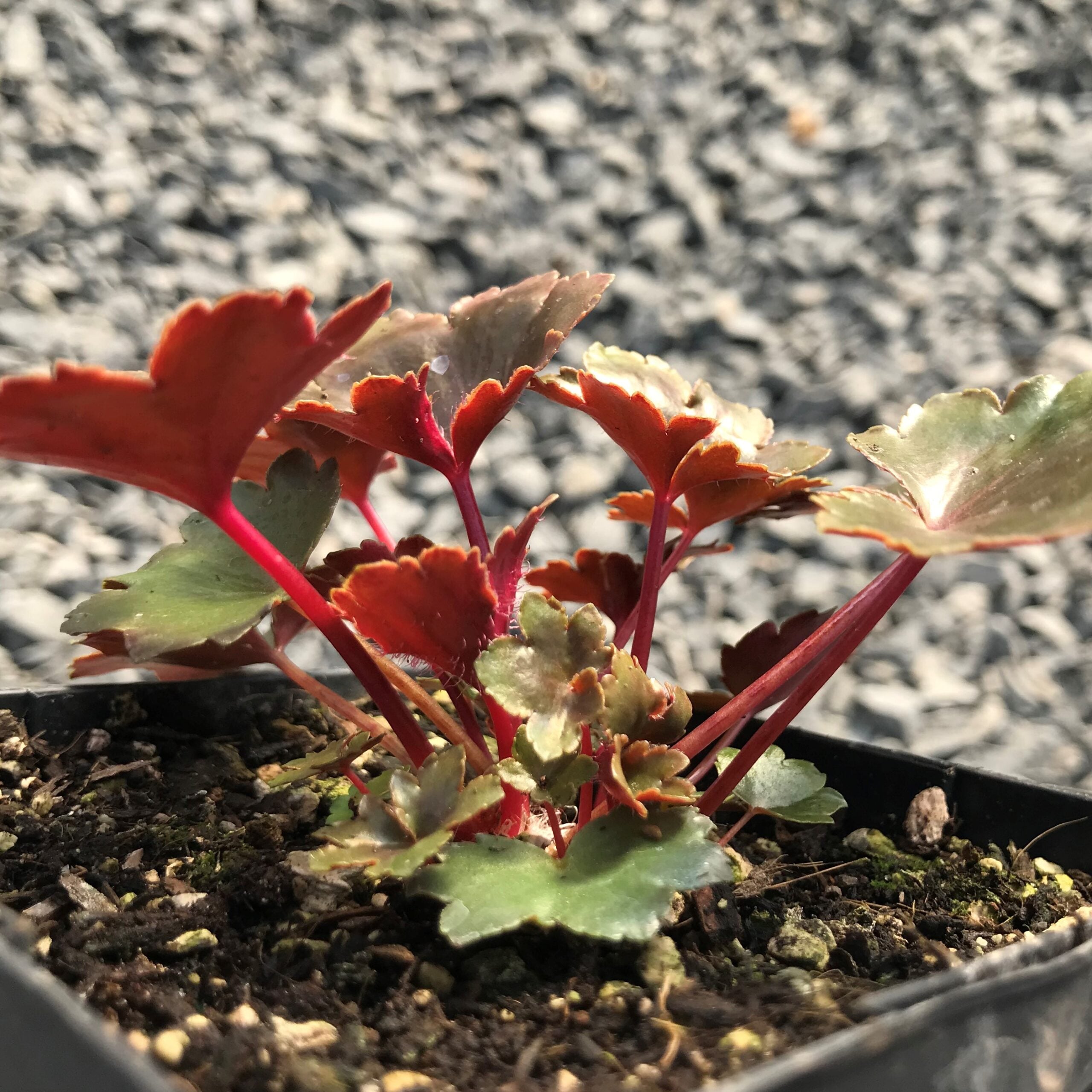 Saxifraga fortunei 'Rubrifolia' - Japanese Rock Foil (3.5" Pot) - Image 8
